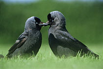 Jackdaw courtship {Corvus monedula} Cornwall, UK
