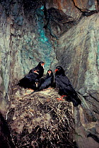 Chough nest with chicks in old copper mine {Pyrrhocorax pyrrhocorax} Snowdonia NP, Wales