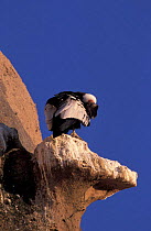 Andean condor roosting on cliff ledge {Vultur gryphus} Bariloche, Argentina
