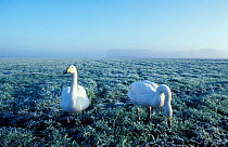 Whooper swans feeding on winter wheat {Cygnus cygnus} Ouse washes, Cambridgeshire, UK