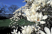 Magnolia flowers {Magnolia sp} in garden, Wales, UK