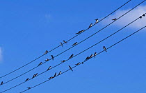 Barn swallows gathering on telephone wires {Hirundo rustica} Norfolk, UK