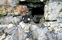 Black guillemot pair nesting in harbour wall {Cepphus grylle} NE Ireland