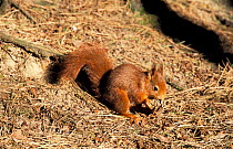 Red squirrel feeding on pine cone {Sciurus vulgaris} Lancashire, UK