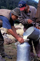 Shepherds pouring sheep milk into churns Transylvania, Romani