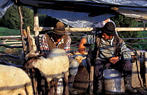 Shepherds milking sheep Transylvania, Romania