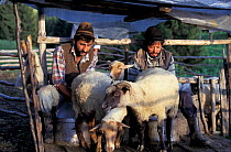 Shepherds milking sheep Transylvania, Romania