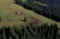 Shepherd's summer camp with hut and livestock on summer pasture Transylvania, Romania