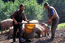 Shepherds feeding pigs in summer camp, Transylvania, Romania