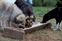 Shepherd dogs drinking milk, Transylvania, Romania
