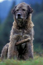 Shepherd dog, Transylvania, Romania