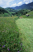 Grass meadows cut for hay Transylvania, Romania
