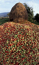 Apple harvest + haystack from domestic orchard, Transylvania, Romania