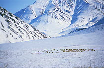 Caribou / Reindeer {Rangifer tarandus} herd passing through Anuktuvuk Pass, Brooks range, Alaska, USA