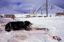 Inuit dog eating Reindeer leg bone, Brooks Range, Anuktuvuk Pass, Alaska, USA