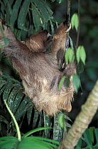 Brown throated (three toed) sloth {Bradypus variegatus} Costa Rica, Central America