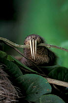 Claws of Brown throated (three toed) sloth {Bradypus variegatus} Costa Rica