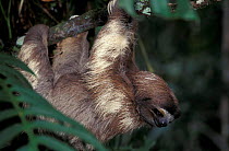 Brown throated (three toed) sloth {Bradypus variegatus} Costa Rica, Central Africa