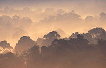 Khao Yai NP at dawn, tropical rainforest, Thailand