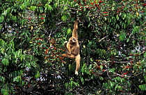 White handed gibbon, alpha male in fig tree {Hylobates lar} Khao Yai NP, Thailand, tropical