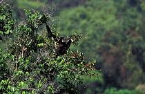 White handed gibbon in fig tree {Hylobates lar} tropical rainforest, Khao Yai NP, Thailan