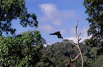 White handed gibbon, alpha male leaping {Hylobates lar} tropical rainforest, Khao Yai NP,