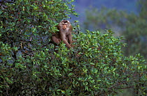 Pigtail macaque feeding in fig tree {Macaca nemestrina} Khao Yai NP, Thailand, tropical