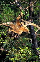 White handed gibbons mutual grooming in tropical rainforest {Hylobates lar} Khao Yai NP,