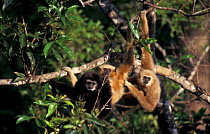White-handed gibbon family in tree {Hylobates lar} Khao Yai NP, Thailand Fearless, Andromeda