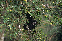 White handed gibbon (Hylobates lar) alpha male feeding in fig tree in tropical rainforest, Khao NP, Thailand