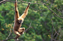 White handed gibbon, alpha male hanging in tree {Hylobates lar} Khao Yai NP, Thailand 'Cassius'