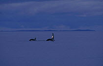 Killer whales {Orcinus orca} Outer Hebrides, Scotland, UK