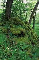 Woodland glade with moss and primroses, Isle of Skye, Inner Hebrides, Scotland, UK