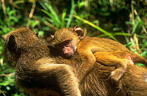 Yellow baboon {Papio cynocephalus} adult carrying infant, Tanzania