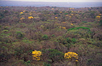 Flowering Trumpet flower trees {Tabebuia sp} in tropical dry forest, Santa Rosa NP, Costa Rica