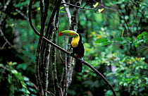Keel billed toucan {Ramphastos sulfuratus brevicarinatus} Panama