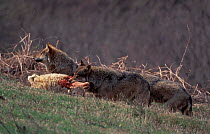 European wild grey wolves {Canis lupus} feed on sheep. Abruzzo NP, Italy