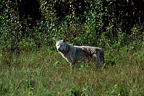 Grey wolf {Canis lupus} Wood Buffalo NP, Alberta, Canada.