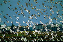 Avocet flock in flight {Recurvirostra avosetta} UK