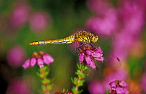 Common darter dragonfly {Sympetrum striolatum} female on Heather, UK