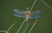 Four-spotted libellula / chaser {Libellula quadrimaculata} UK