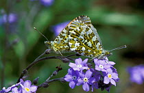 Orange tip butterflies mating {Anthocharis cardamines} UK