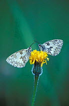 Two Marbled white butterflies on flower {Melanargia galathea} UK