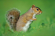 Grey squirrel sitting {Sciurus carolinensis} UK