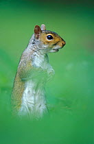 Grey squirrel standing {Sciurus carolinensis} UK