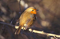 Robin, feathers fluffed up for warmth {Erithacus rubecula} UK