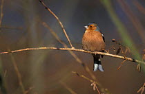 Chaffinch male {Fringilla coelebs} UK