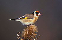 Goldfinch {Carduelis carduelis} on Teasel seedhead. UK