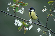 Great tit amongst blossom {Parus major} UK. Not available for Greetings Cards or Notelets until October 2016