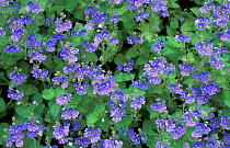Germander speedwell in flower {Veronica chamaedrys} UK